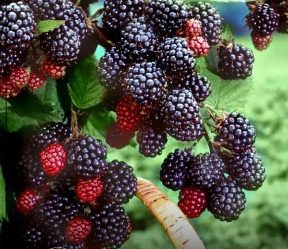 تولید و فروش نهال پیوندی و غیر پیوندی اصلاح شده بهمن پور در قزوین